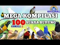 Download Lagu masteran kompilasi 100 suara burung kicau indonesia