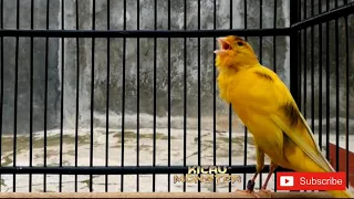 kenari mewah lagu ruwet untuk masteran burung kicau