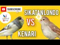 Download Lagu KENARI VS SIKATAN LONDO GACOR Master an Murai Batu trotol pastol jernih mp3