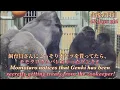 Lagu Gorilla⭐️Suddenly, Momotaro came running, so Genki instinctively protected the baby.【Momotaro family