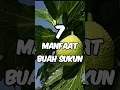 Download Lagu 7 manfaat buah sukun untuk kesehatan #shorts