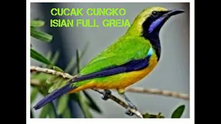 cucak cungko gacor isian full gereja tarung