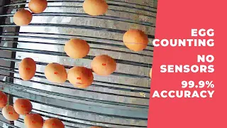 Egg Counting with IP Camera on Conveyor Belt AI Vision No Sensors