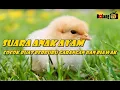 Download Lagu Suara Anakan Ayam Ampuh Unt Pancing/ Pikat Garangan, Biawak, Ayam Hutan
