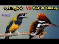 Download Lagu CUCAK CUNGKOK VS PELATUK BAWANG || BESETAN  TAJAM