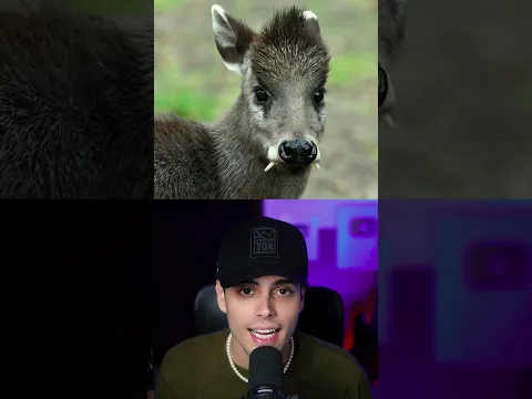 ANIMAIS que você NUNCA VIU NA VIDA! #curiosidades #animais #ciencia