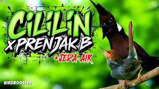 masteran burung wajib cililin x prenjak betina suara jernih terapi air 100 cepat masuk 