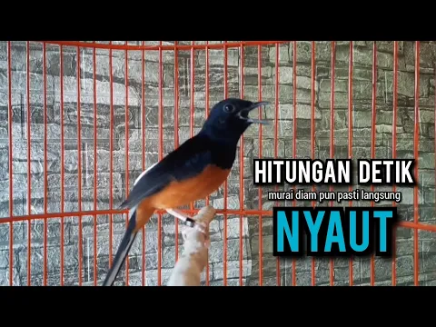 Download MP3 murai batu gacor AMPUH buat PANCINGAN murai batu agar bunyi JADIKAN burung murai gacor EMOSI NYAUT