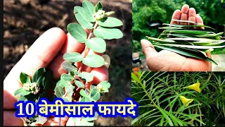 घास फूस समझने की भूल ना करें, इसके फायदे हैं बेमिसाल जानकर हो जाओगे हैरान ।। अनमोल जड़ी बूटियां