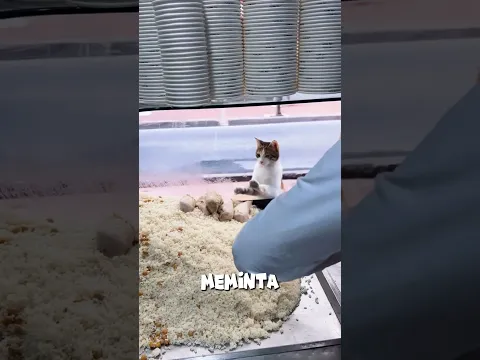 Kucing itu menunggu berjam jam hanya untuk sesuap makanan😭