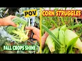 Download Lagu Fall Crops are THRIVING, But Sweet Corn is a Big Problem