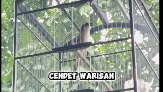 masteran tengkek buto sambung kunti panjang mudah di tiru materi cendet kesukaan juri kekinian 