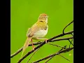 Download Lagu suara burung penjahit || kicau burung || suara burung, #shorts, #suaraburung, #ytshorts,#burunglucu #yt