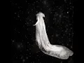 Download Lagu Denmark + Winter - Don't Fear the Reaper (Re:Imagined)
