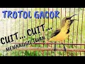 Download Lagu SOGON GACOR MEMANGGIL LAWAN‼️