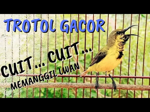 Download MP3 PANCINGAN SOGON GACOR MEMANGGIL LAWAN‼️sogon trotol gacor AMPUH UNTUK PANCINGAN