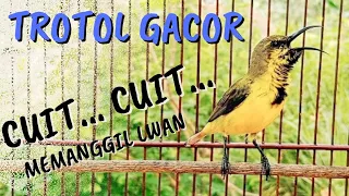 Download PANCINGAN SOGON GACOR MEMANGGIL LAWAN‼️sogon trotol gacor AMPUH UNTUK PANCINGAN MP3