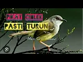 Suara Pikat Burung CIBLEK SUSAH TURUN 100% PANEN