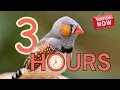 Download Lagu 3 Jam Suara Burung Finch untuk Burung Finch yang Kesepian