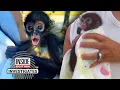 Inside Edition CBS News Investigation Finds Spider Monkeys For Sale