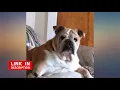 Nutro Ultra Large Breed Adult Dry Dog Food revieww