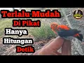 Lagu Cara Mudah Mikat Burung Kemade Liar