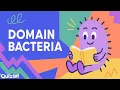 What Are Domain Bacteria Prokaryotes Explained for Biology Students
