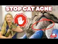 How to Fix Feline Chin Acne at home OTC products Vet Easily Explains
