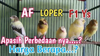 Download Perbedaan Kenari Loper Af F1 MP3