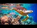 Lagu Relaxing music to relieve stress, underwater wonders 🍀 coral reefs and colorful marine life