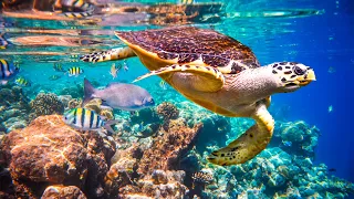 Relaxing Music To Relieve Stress Underwater Wonders Coral Reefs And Colorful Marine Life 