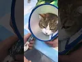 Download Lagu Ngantuk bestie #viral #viralvideo #kucing #lucu