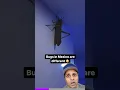 Download Lagu You won’t believe this giant Mexican bug