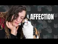 Why Does My Cat Headbutt Me The Truth About This Adorable Behavior