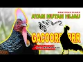 AYAM HUTAN HIJAU GACOR. SUARA MASTERAN AYAM HUTAN #suaraayamhutanhijau #kokokayamhutan