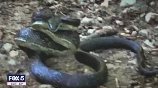 Snake sightings startle a Northern Virginia community FOX 5 DC