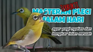 masteran pleci malam hari supaya pagi pleci gacor nembak buka paruh