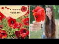 Common Poppy Tea