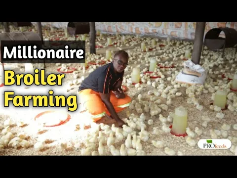 Download MP3 Broiler Chicken Farming Made Easy, Cheap and Profitable