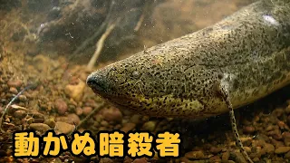 泥の中で何年も「眠り続ける」魚——でも、この狩人はすべてお見通し 🎣