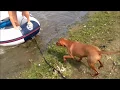Vizsla rescue dog