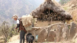 domestics animals farming style in village goats and cows farming
