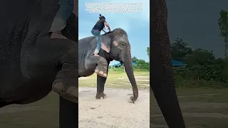 الصعود على ظهر الفيل  كيف يصبح الإحساس بالثقة أساس ا للشراكة الحقيقية دندنها