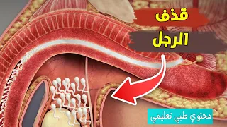 شاهد قذ ف الحيوانات المنويه عند الرجل كيف يحدث 