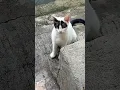 Download Lagu DENKENDE KAT | KAT | #kat #denkendekat
