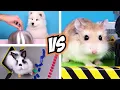Most EXCITING FUN CHALLENGES for MAJOR HAMSTER and ANIMALS