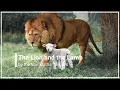Lagu The Lion and the Lamb Maranatha! Singers with Lyrics (4K)