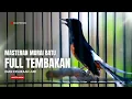 Lagu MURAI BATU GACOR FULL ISIAN TEMBAKAN MEWAH AMPUH UNTUK MELATIH MURAI BATU BONGKAR ISIAN