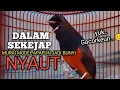 Lagu MURAI BATU GACOR Ampuh buat PANCINGAN MURAI biar lawan EMOSI jadi Bunyi NYAUT BONGKAR MATERI ISIAN 