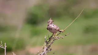تغريد القبرة المتوجة 